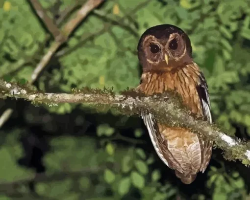 Marbled Owl Paint By Numbers