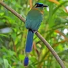 Motmot Bird Paint By Numbers