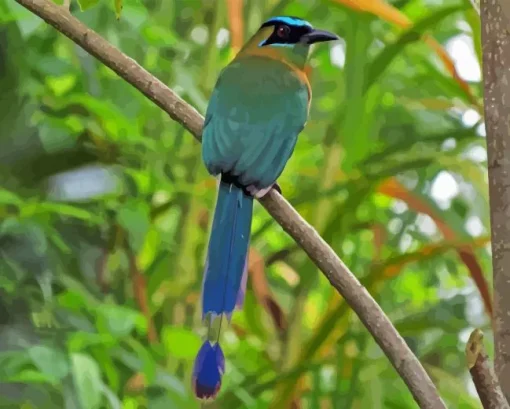 Motmot Bird Paint By Numbers