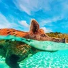 Pig In The Beach Paint By Numbers