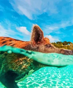 Pig In The Beach Paint By Numbers