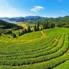 Tea Fields Paint By Numbers