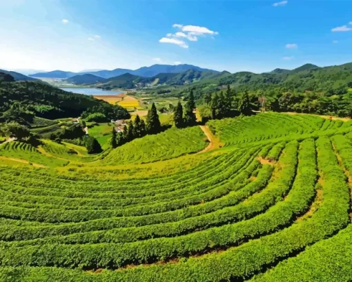 Tea Fields Paint By Numbers