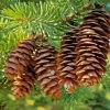 Pine Cones Paint By Numbers