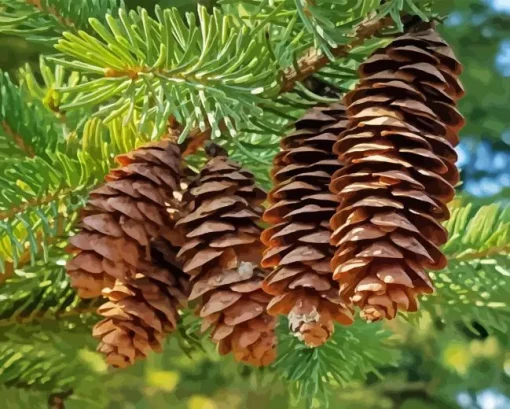 Pine Cones Paint By Numbers