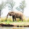 African Zambezi Paint By Numbers
