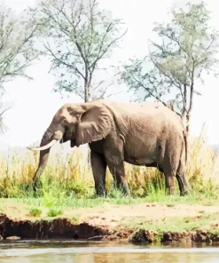 African Zambezi Paint By Numbers