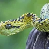 Bush Viper Paint By Numbers