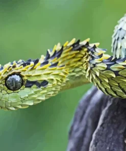 Bush Viper Paint By Numbers
