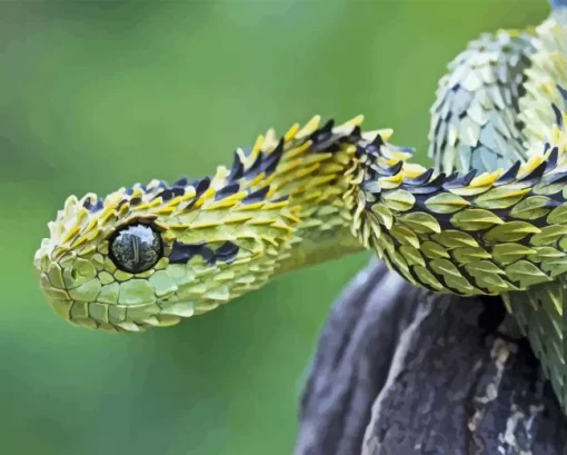 Bush Viper Paint By Numbers