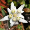 Edelweiss Flower Paint By Numbers