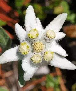 Edelweiss Flower Paint By Numbers