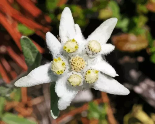 Edelweiss Flower Paint By Numbers