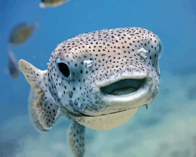 Big Puffer Fish Paint By Numbers