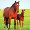 Horse With Foal Paint By Numbers