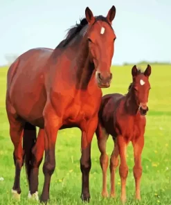 Horse With Foal Paint By Numbers