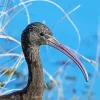 Ibis Bird Head Paint By Numbers