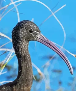 Ibis Bird Head Paint By Numbers