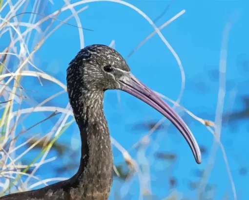 Ibis Bird Head Paint By Numbers
