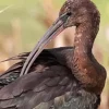 Black Ibis Paint By Numbers