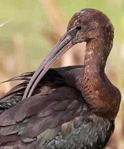 Black Ibis Paint By Numbers