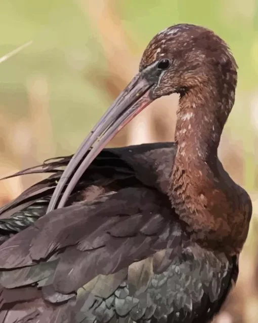 Black Ibis Paint By Numbers