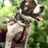 Custom Painting By Numbers​ Pets gallery img 1
