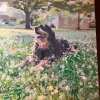 Custom Painting By Numbers​ Pets gallery img 3