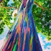 Epic Rainbow Eucalyptus Paint By Numbers