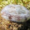 Sand Dollar Animal Paint By Numbers