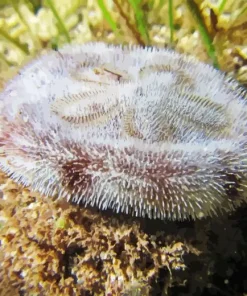 Sand Dollar Animal Paint By Numbers