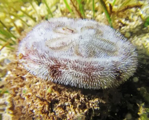 Sand Dollar Animal Paint By Numbers