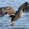 Sea Eagle Paint By Numbers