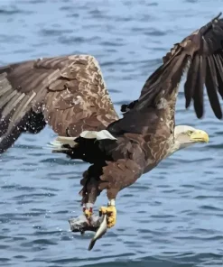 Sea Eagle Paint By Numbers