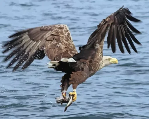 Sea Eagle Paint By Numbers