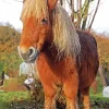 Cute Shetland Pony Paint By Numbers