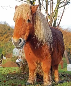 Cute Shetland Pony Paint By Numbers