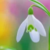 Snowdrops Paint By Numbers