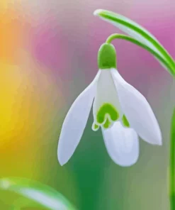 Snowdrops Paint By Numbers