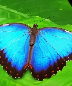 Teal Butterfly Paint By Numbers