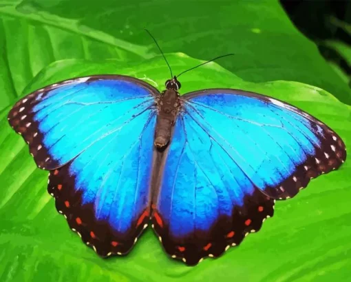 Teal Butterfly Paint By Numbers