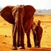 Desert Elephant Paint By Numbers