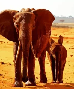 Desert Elephant Paint By Numbers