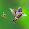Bee And Bird Paint By Numbers
