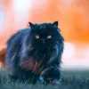 Black Persian Paint By Numbers