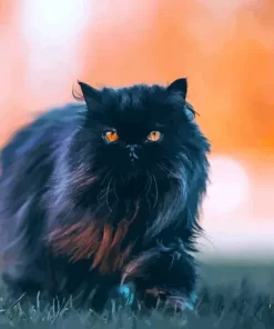 Black Persian Paint By Numbers