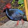Crested Partridge Paint By Numbers