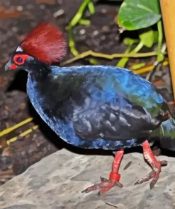 Crested Partridge Paint By Numbers