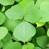 Kudzu Plant Paint By Numbers