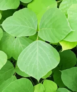 Kudzu Plant Paint By Numbers
